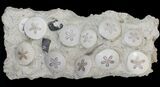 Spectacular Fossil Sand Dollar Cluster With Whale Bone #22840-1